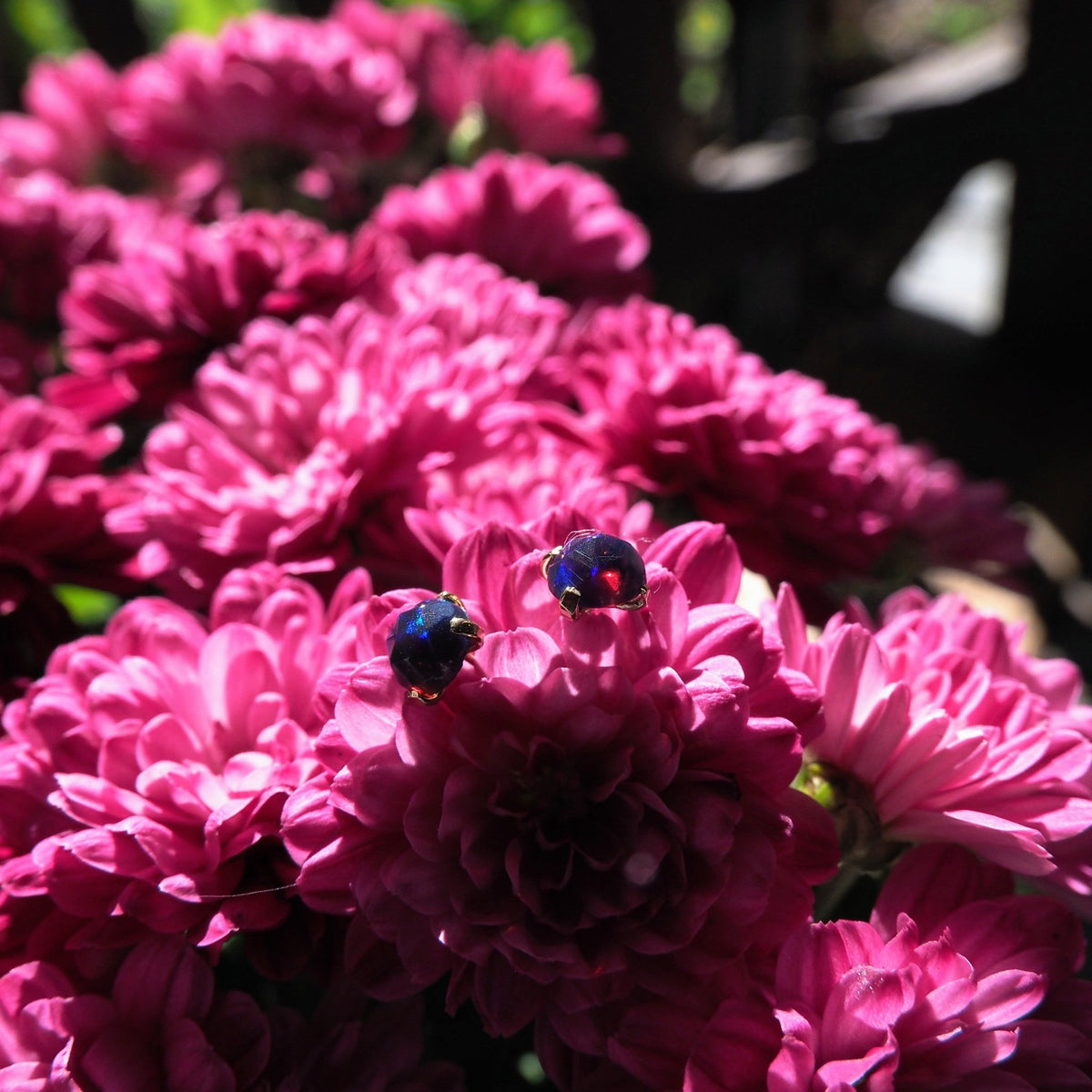 14k Black Opal Studs - Mettle by Abby